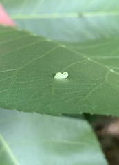 Caryomyia recurvata