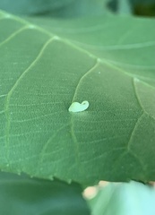 Caryomyia recurvata