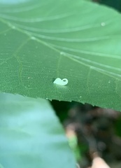 Caryomyia recurvata