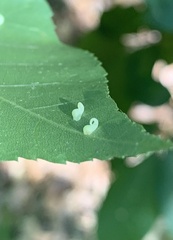 Caryomyia recurvata