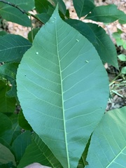 Caryomyia recurvata