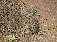 Testudo hermanni