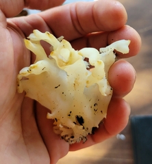 Sebacina sparassoidea