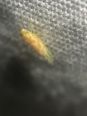 Alconeura dodonana