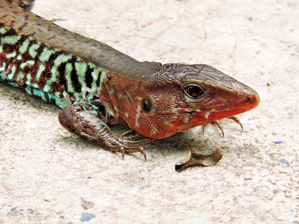 Rainbow Ameiva