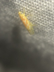 Alconeura dodonana