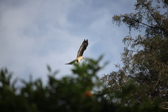 Buteo jamaicensis