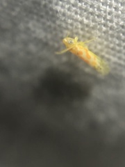Alconeura dodonana