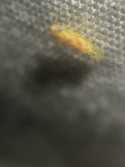 Alconeura dodonana