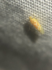 Alconeura dodonana