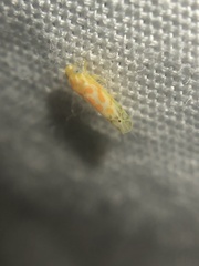 Alconeura dodonana