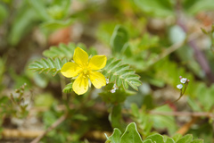 Tribulus taiwanense