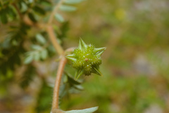 Tribulus taiwanense