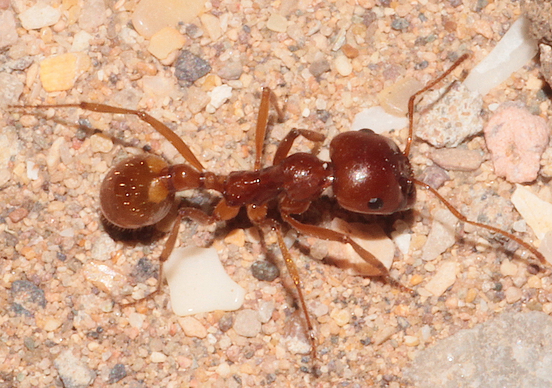 Messor vaucheri