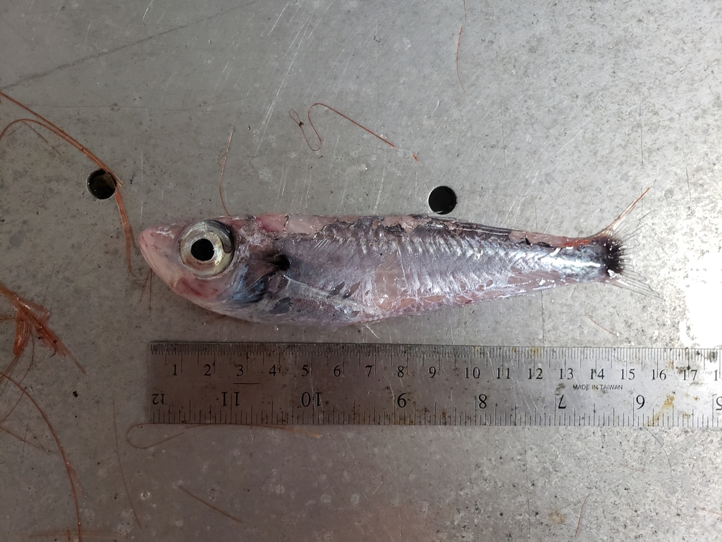 Silver deepsea herring (Bathyclupea argentea) — Bathyclupeidae