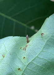 Caryomyia striolata
