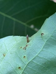 Caryomyia striolata