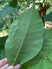 Caryomyia striolata