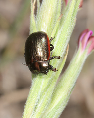 Chrysolina marginata
