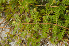 Tribulus taiwanense