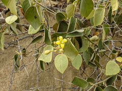 Capparicordis crotonoides