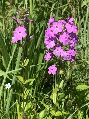 Phlox maculata