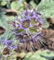 Phacelia hydrophylloides