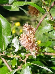 Salix alaxensis