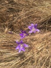 Brodiaea coronaria
