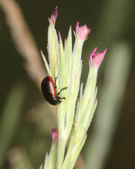 Chrysolina marginata