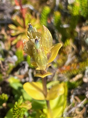 Gentiana glauca