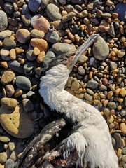 Leucocarbo atriceps