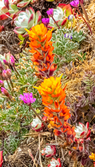 Castilleja mendocinensis