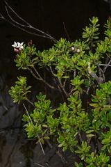 Boronia pancheri