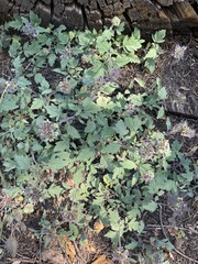 Phacelia hydrophylloides
