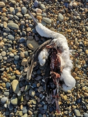 Leucocarbo atriceps
