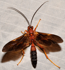 Tmetogaster nubilipennis