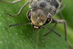 Glipa hilaris