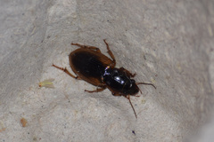 Anisodactylus discoideus