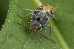 Glipa hilaris