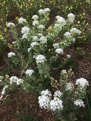 Dimorphocarpa candicans