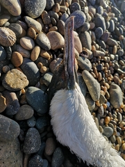 Leucocarbo atriceps