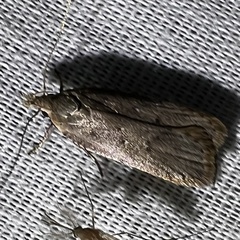 Dichomeris ventrellus