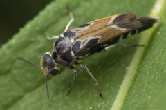 Glipa hilaris