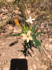 Collomia grandiflora
