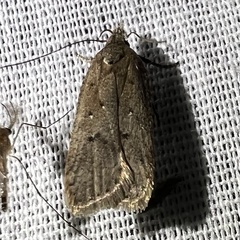 Dichomeris ventrellus