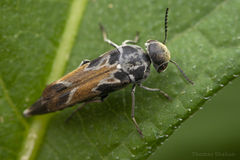 Glipa hilaris