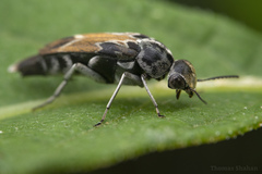 Glipa hilaris