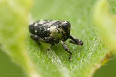 Cylindrocopturus quercus