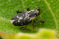 Cylindrocopturus quercus